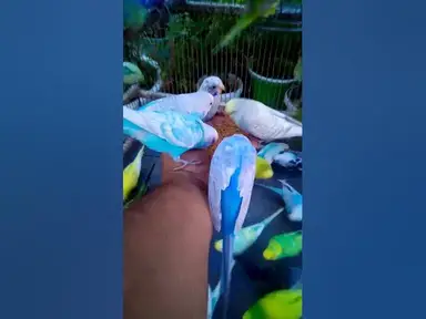 'Video thumbnail for Cute Budgies Singing 'Not Like Us' & 'Die With A Smile' Poppy Playtime Chapter 4 ASMR #Shorts #ASMR'