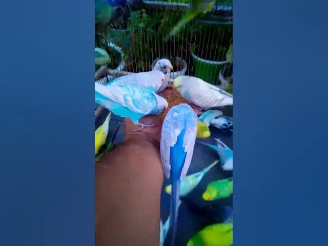 'Video thumbnail for Cute Budgies Singing 'Not Like Us' & 'Die With A Smile' Poppy Playtime Chapter 4 ASMR #Shorts #ASMR'