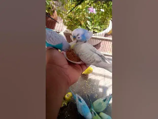 'Video thumbnail for Cute Budgies Singing 'Not Like Us' & 'Die With A Smile'  Poppy Playtime Chapter 4 ASMR #Shorts #ASMR'