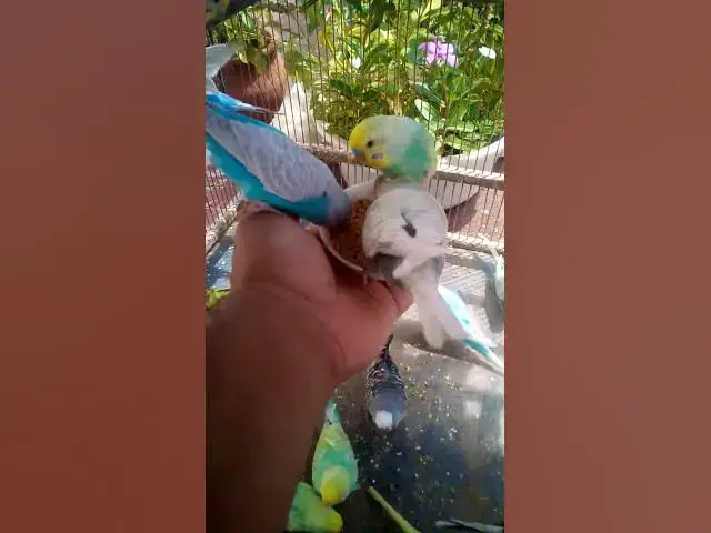 'Video thumbnail for Cute Budgies Singing 'Not Like Us' & 'Die With A Smile'  Poppy Playtime Chapter 4 ASMR #Shorts #ASMR'