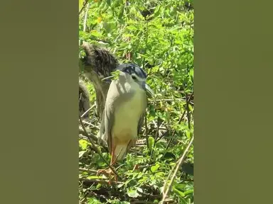'Video thumbnail for all baby birds sound at fields 1 4'