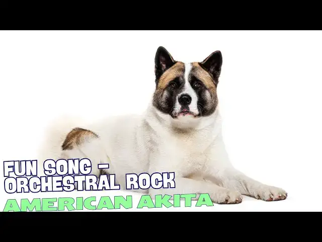 'Video thumbnail for Akita Anthem🐾🎶'