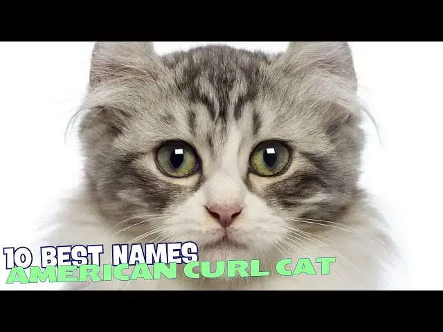 'Video thumbnail for 10 Best Names for American Curl Cats 🐾👂'