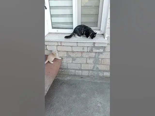 'Video thumbnail for Adorable cats😍😘🥰#shorts'