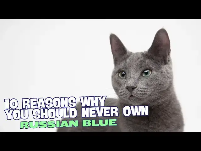 'Video thumbnail for 10 Reasons Why You Should NEVER Own a Russian Blue 🐾🚫'