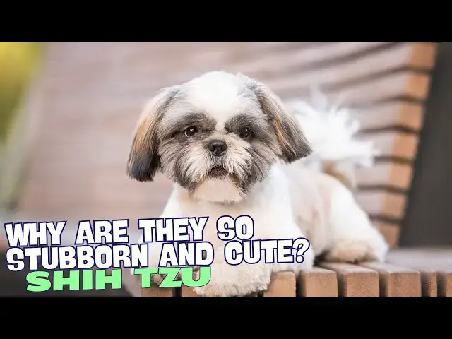 'Video thumbnail for Why Are Shih Tzu So Stubborn and Cute? 🐾💖'