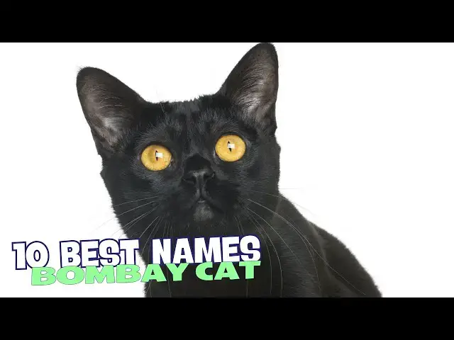'Video thumbnail for 10 Best Names for Bombay Cats 🐾🖤'
