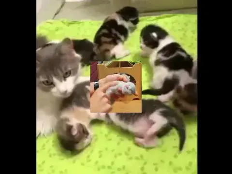 'Video thumbnail for Cat catch in hand | cat fun | cat funny video | cat funniest moments #shorts'