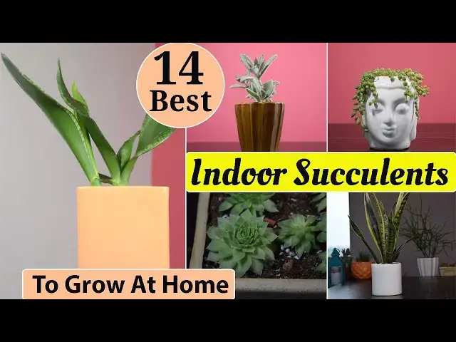 'Video thumbnail for 14 Best Indoor Succulents To Grow At Home'