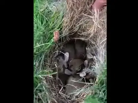 'Video thumbnail for Baby animals funny video | small cute baby video | baby funny video #shorts #factvip'