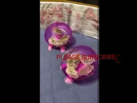 'Video thumbnail for Birds funny moments catch in camera | rat funny video | baby birds video #shorts'
