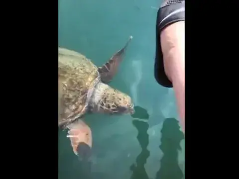 'Video thumbnail for Tortoise video | cute baby animal video | tortoise baby funny moments video #shorts'