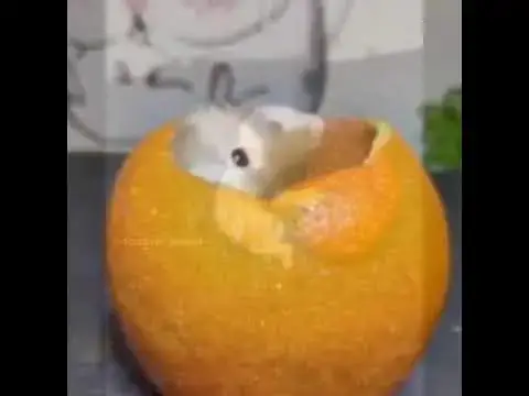 'Video thumbnail for Amazing funny video | animal funniest video #shorts'