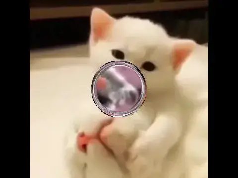 'Video thumbnail for Cat catch doll | cat funny video | cat funniest moments #shorts'
