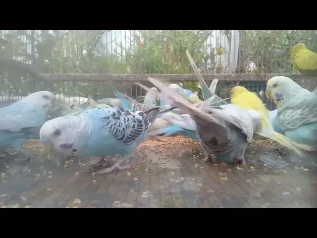'Video thumbnail for Budgie Paradise A Symphony of Colors and Calm 🕊️🌈'