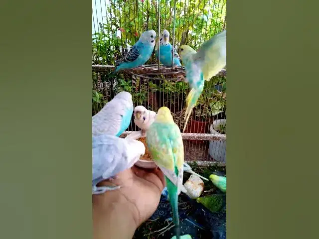 'Video thumbnail for Soaring Profits High Income Bird Businesses with Instant Short Term Gains#birds#parrot #birdslover #'