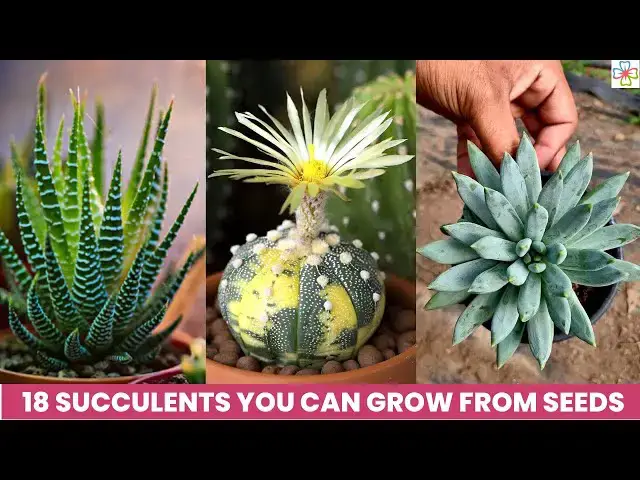 'Video thumbnail for 18 Succulents You Can Grow From Seeds'