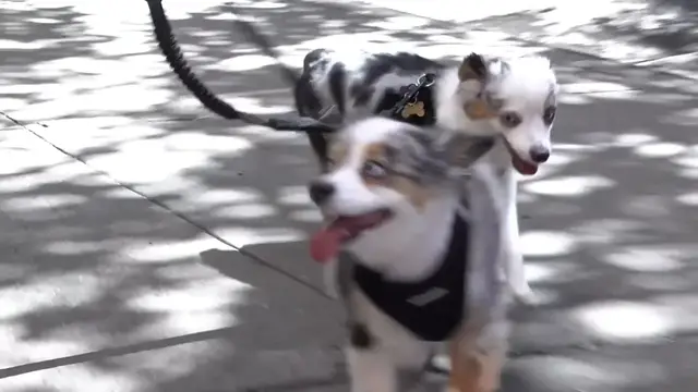 'Video thumbnail for Video: Amber Ardolino Cuddles Up with Her Broadway Pets, Piper & Ziggy'