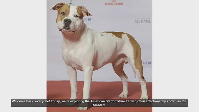 'Video thumbnail for American Staffordshire Terrier: Pros and Cons'