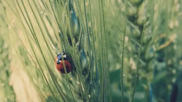 'Video thumbnail for 16 Insects That Look Like Ladybugs: Nature's Clever Mimics'