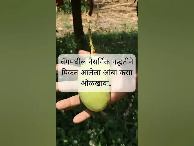 'Video thumbnail for नैसर्गिकरीत्या पिकलेला आंबा कसा ओळखावा | How to Identify Naturally Ripened Mango #mangobagging'