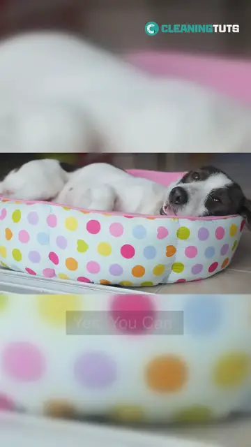 'Video thumbnail for Can You Wash Your Dog Bed at Laundromat'