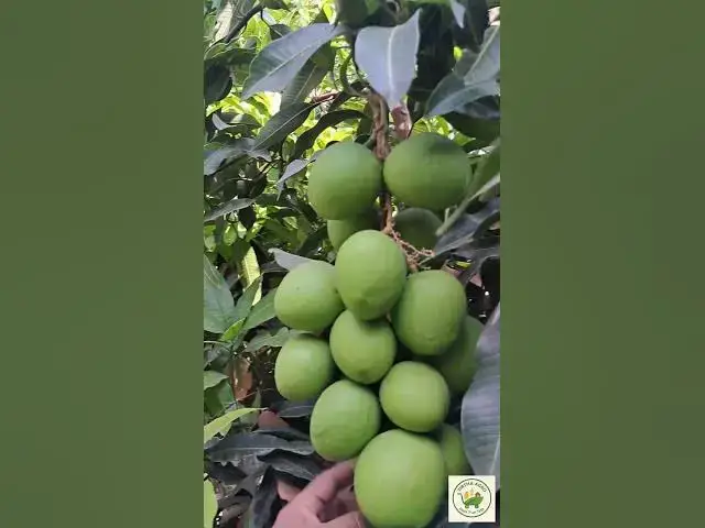 'Video thumbnail for Sunday Funday | 13 April 2025 | Early Discount | Tirtha Agro Foods Baramati | Farm to Home Mango'