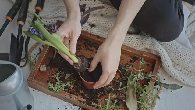 'Video thumbnail for How to Build a Garden with Lily Flower'