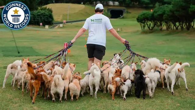 'Video thumbnail for Mitchell breaks world record for walking 38 rescue dogs'