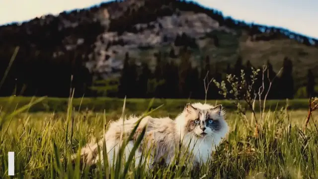 'Video thumbnail for Harness Training Your Ragdoll Cat: A Step-by-Step Guide for Safe Outdoor Adventures'