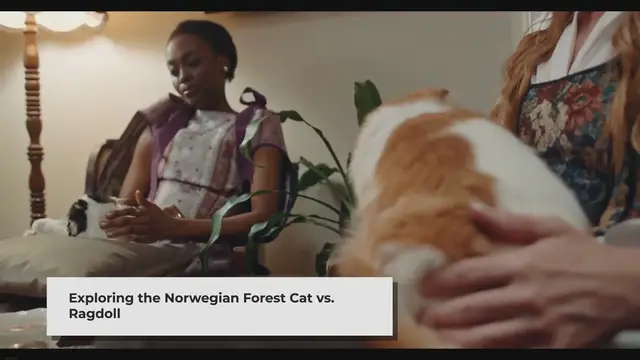 'Video thumbnail for Norwegian Forest Cat vs Ragdoll: A Comprehensive Comparison'