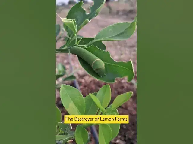 'Video thumbnail for 🦋 Beware of the Harmful Caterpillar in Your Lemon Plants! 🍋  Lime Butterfly Caterpillar'