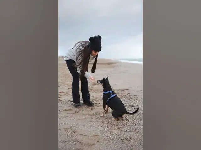 'Video thumbnail for Best of Human Pet Relationship #2| Training a dog to give a Hi 5'