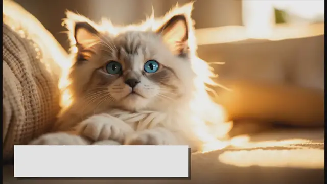 'Video thumbnail for Tested Strategies to Find Reputable Ragdoll Breeders'
