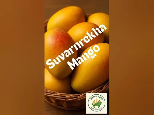 'Video thumbnail for Suvarnarekha Mango | Sundari | Lal Sundari – Early Season Golden Delight from Andhra! 🥭✨ #mango'