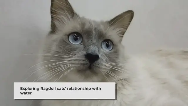 'Video thumbnail for Do Ragdoll Cats Like Water? Exploring the Relationship Between Ragdolls and Water'