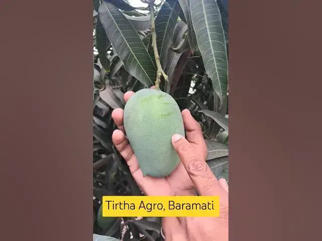 'Video thumbnail for पिकलेला आंबा कधी तयार होईल व कसा ओळखावा ? #आंबा_काढणी #kesarmango #NaturallyRipenedMango'