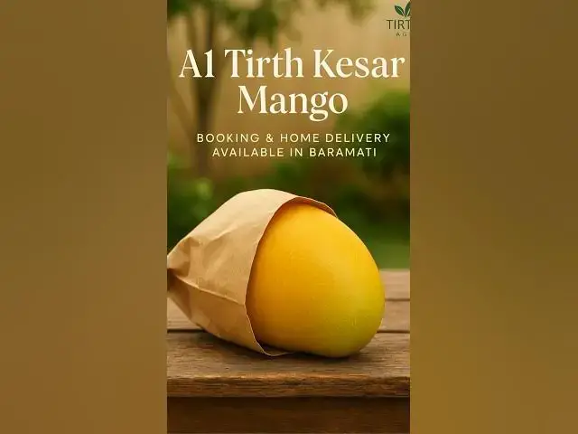 'Video thumbnail for Tirth Kesar A1 Mango | Residue-Free | Bagging Method | Home Delivery in Baramati 🍋🥭 #baramati'