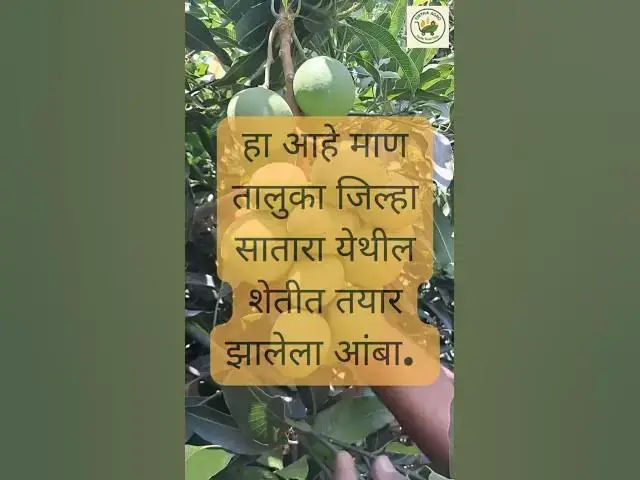 'Video thumbnail for माण तालुक्यातील "रॉयल स्पेशल" आंबा  | Royal Special Mango | Punasa Mango | South India #mango'