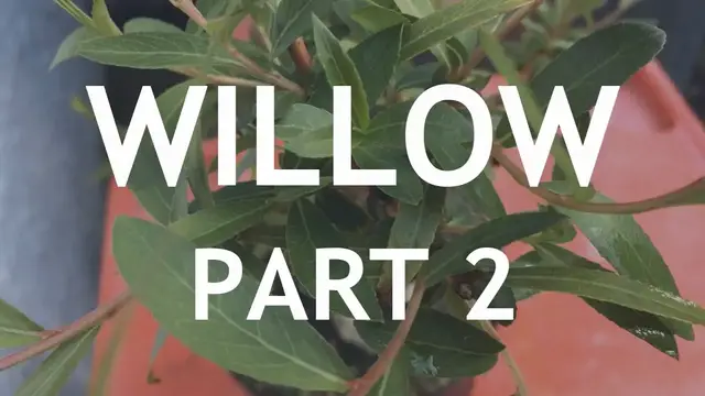'Video thumbnail for Weeping Willow Bonsai, From Cutting, 2'
