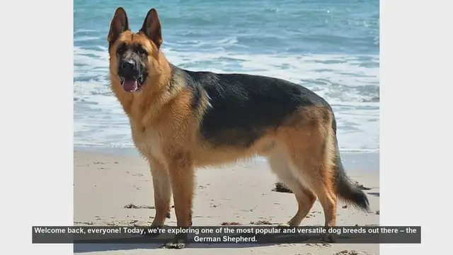 'Video thumbnail for The Pros and Cons of Owning a German Shepherd'