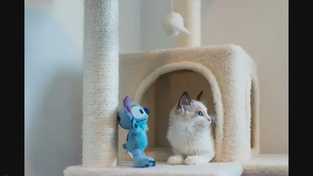 'Video thumbnail for How Friendly Are Ragdolls? Unraveling the Gentle Nature of These Feline Companions'