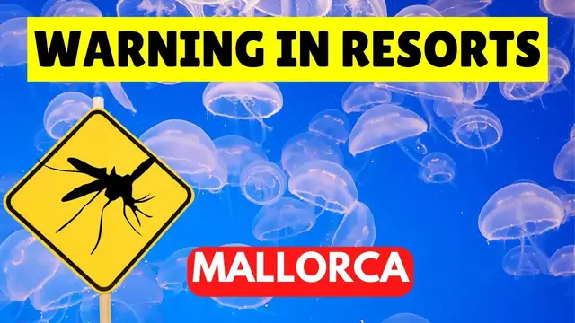 'Video thumbnail for MALLORCA NEWS: Mosquito and Jellyfish Update, Summer 2023'
