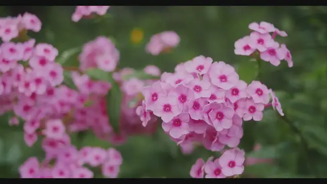 'Video thumbnail for Top Pink Perennial Flowers for a Vibrant Garden'