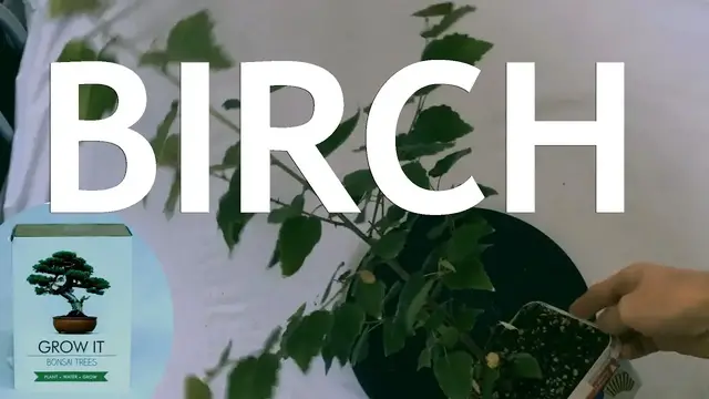 'Video thumbnail for Birch from the "Grow It" Bonsai Seed Kit'