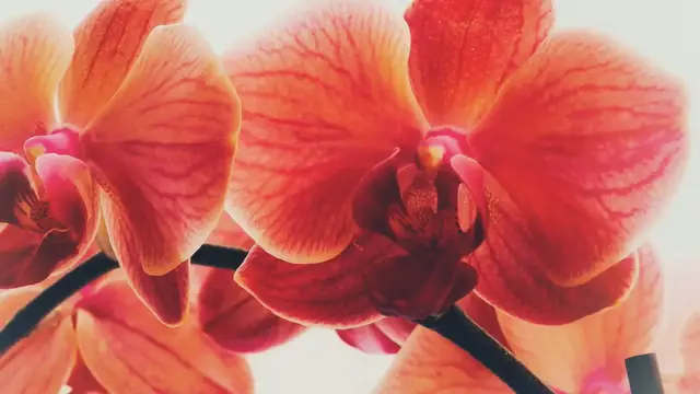 'Video thumbnail for 65 Flowers That Start With C: From Catmint to Calla Lily'