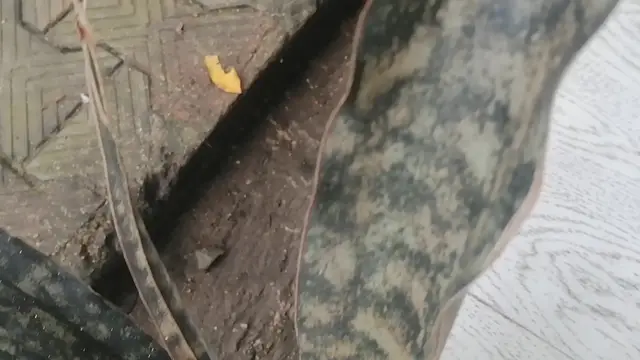 'Video thumbnail for Sansevieria'