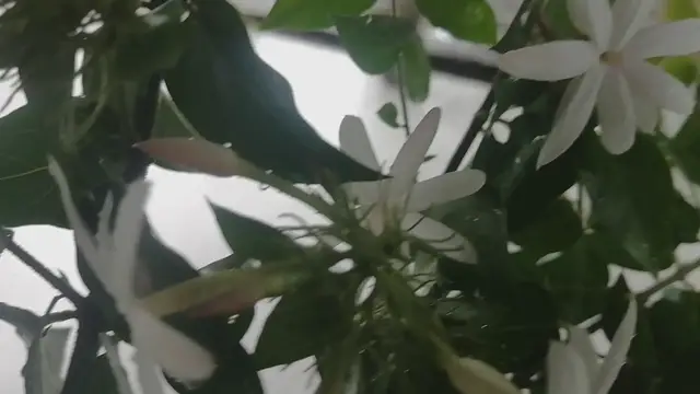 'Video thumbnail for jasmine flower Plant'