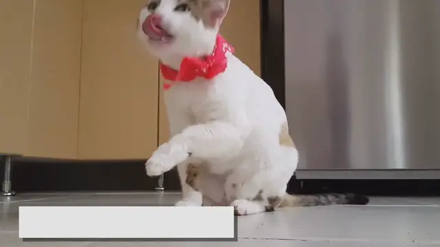 'Video thumbnail for Why Do My Ragdoll Cat Limps: Reasons and Solutions'