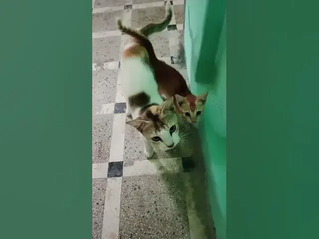 'Video thumbnail for pretty cat'